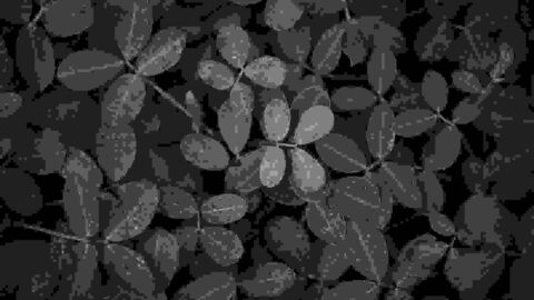 Obrazek na Święto zakochanych