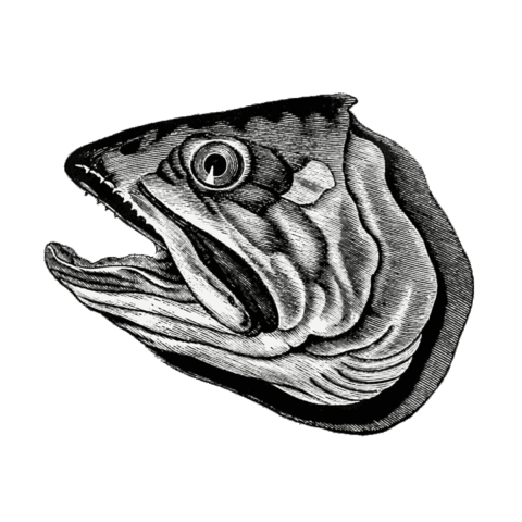 Poczytalnia Katarzyna Kosak