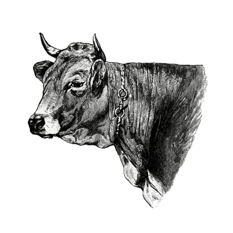 Główny księgowy Anna Bęczkowska